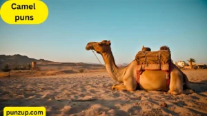 Camel puns
