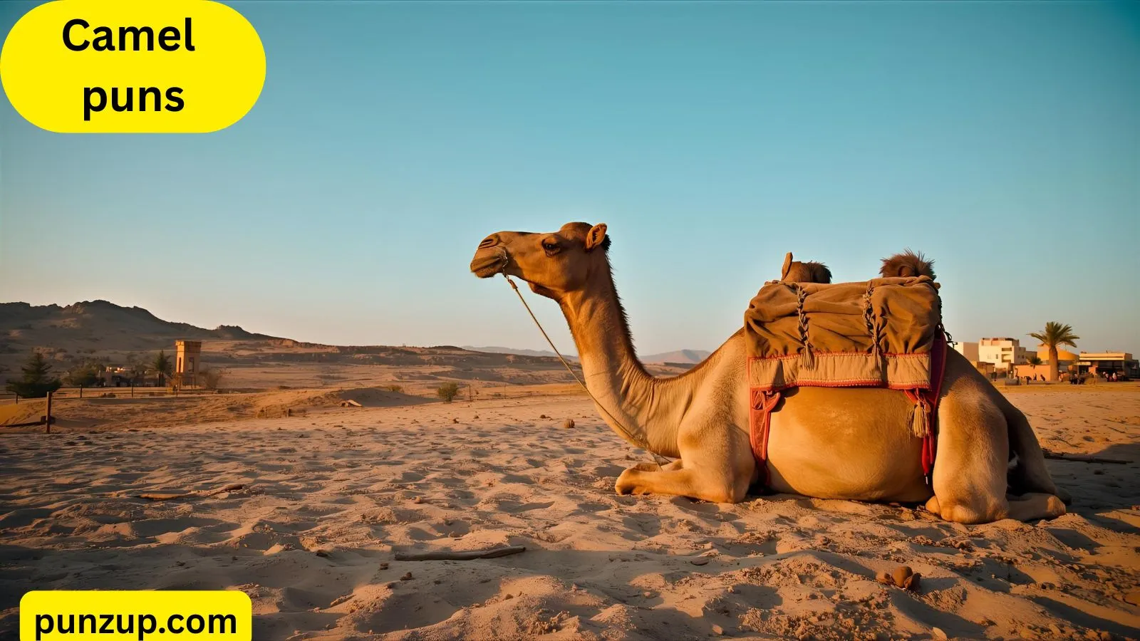 Camel puns