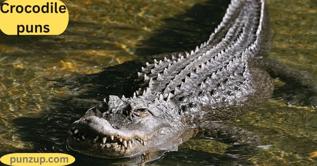  Sarcastic Croc Puns