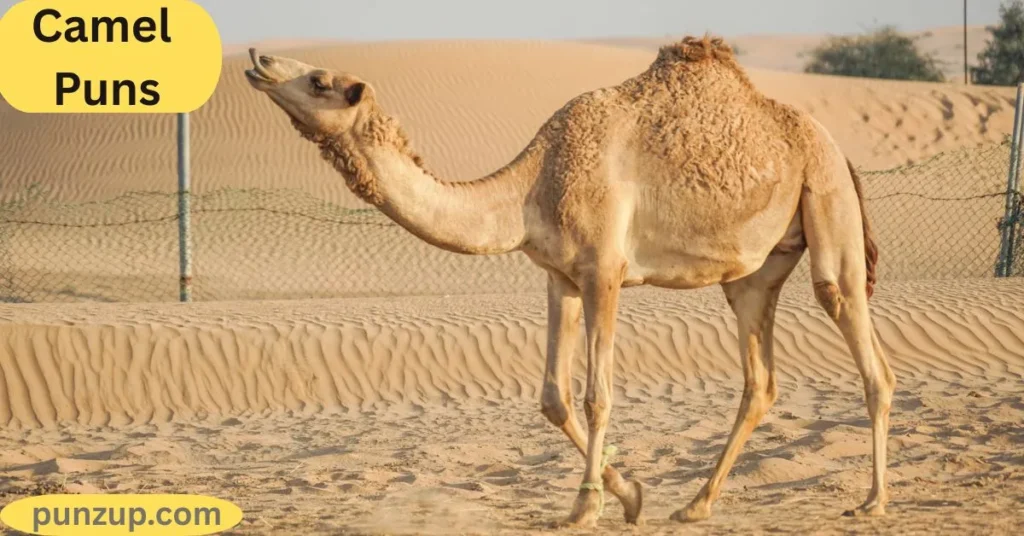 Clever & Smart Camels Puns 