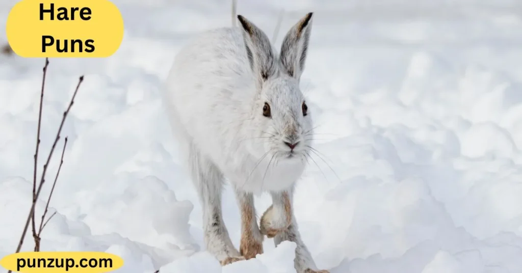 Clever Wordplay Hare Puns