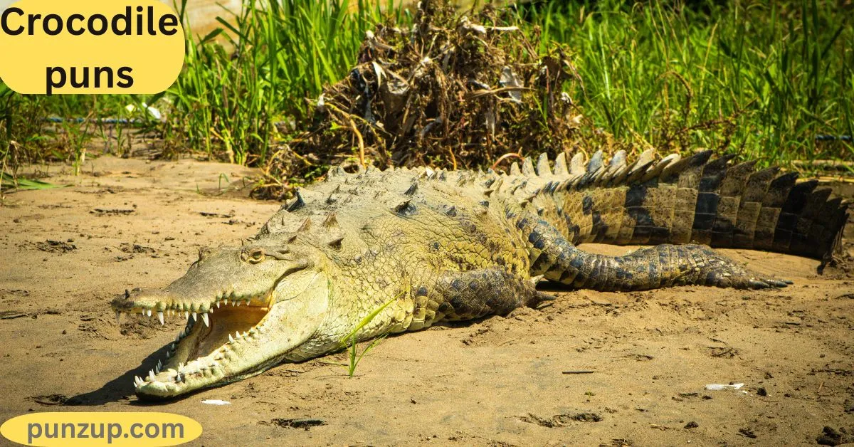 Crocodile puns