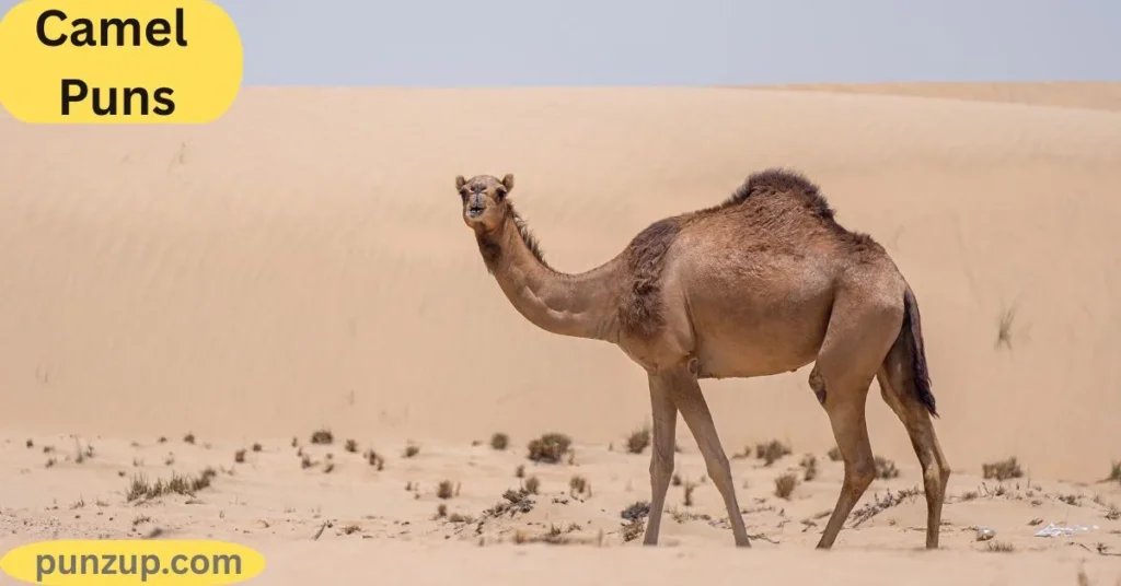 Cute Camels Puns