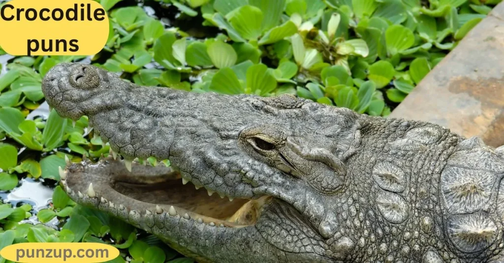Cute Croc Puns