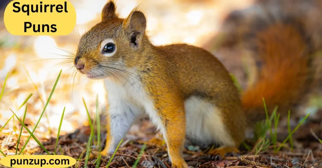 Cute Squirrel Puns