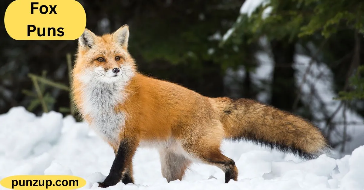 Fox Puns That Are Fox-Tastic