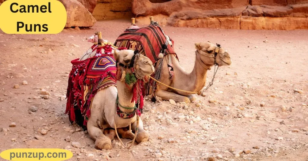 Funny Camels Puns