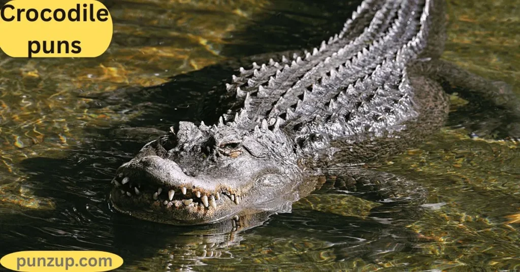 Funny Croc Puns