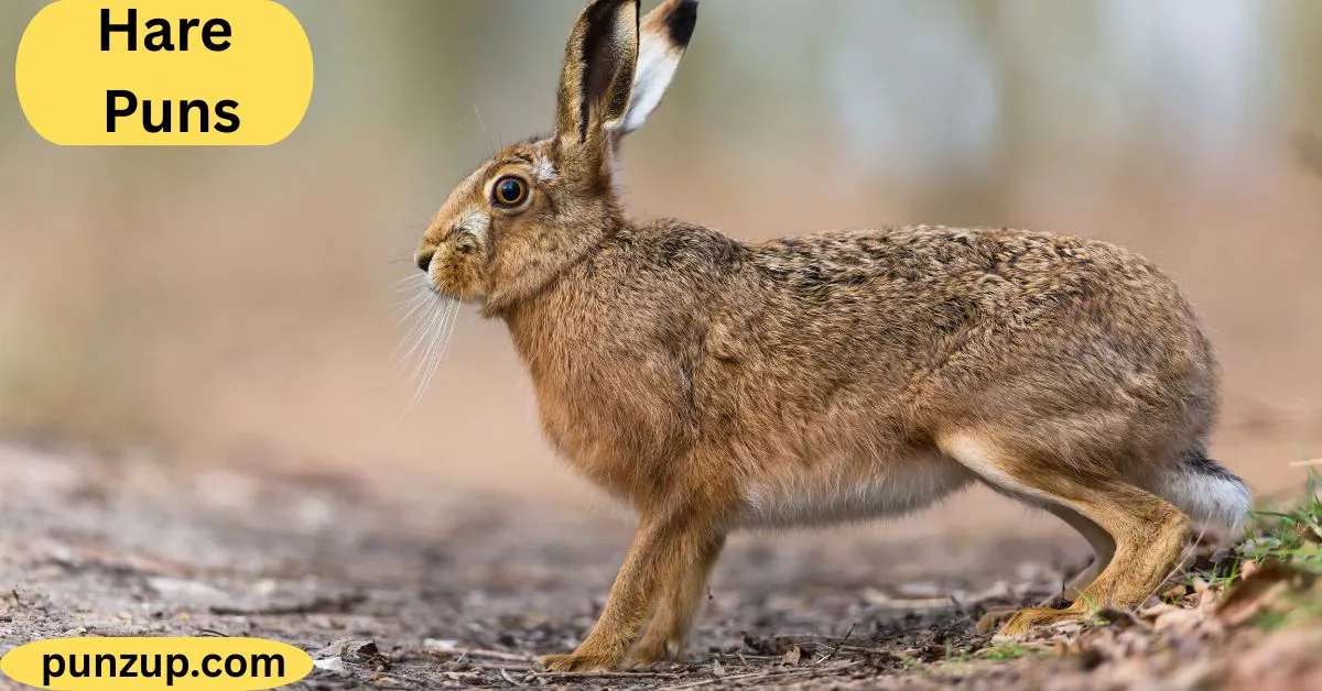 Hare Puns That Hop Straight Into Your Funny Bone