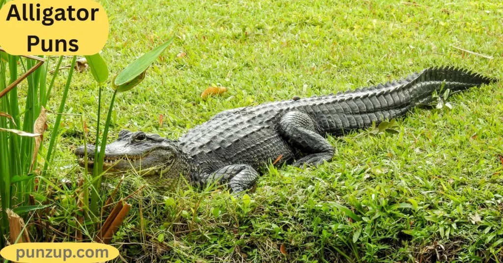 Sarcastic Alligator Puns