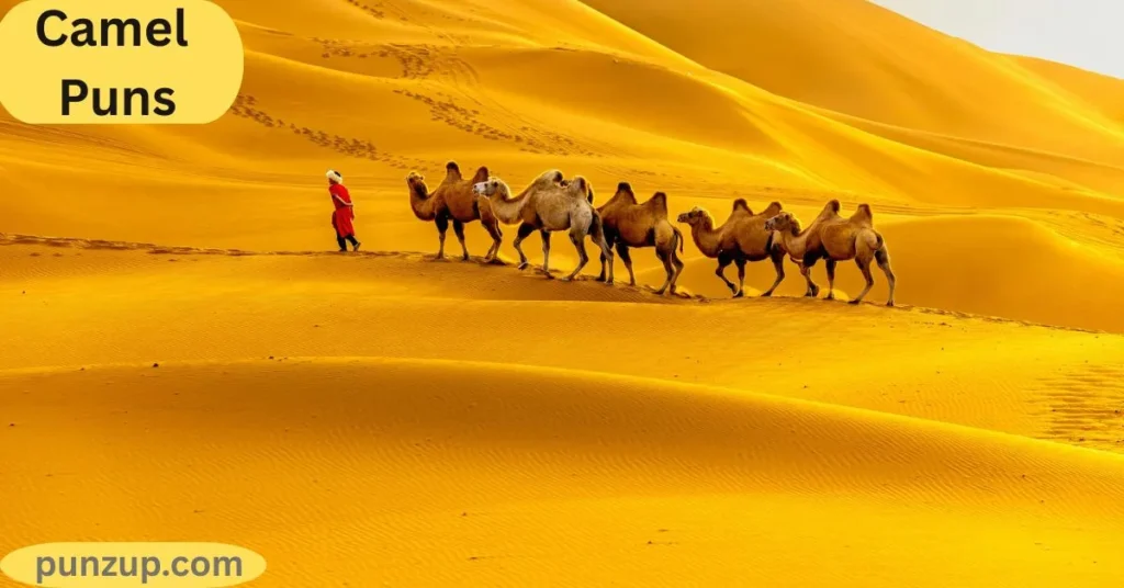 Romantic Camels Puns