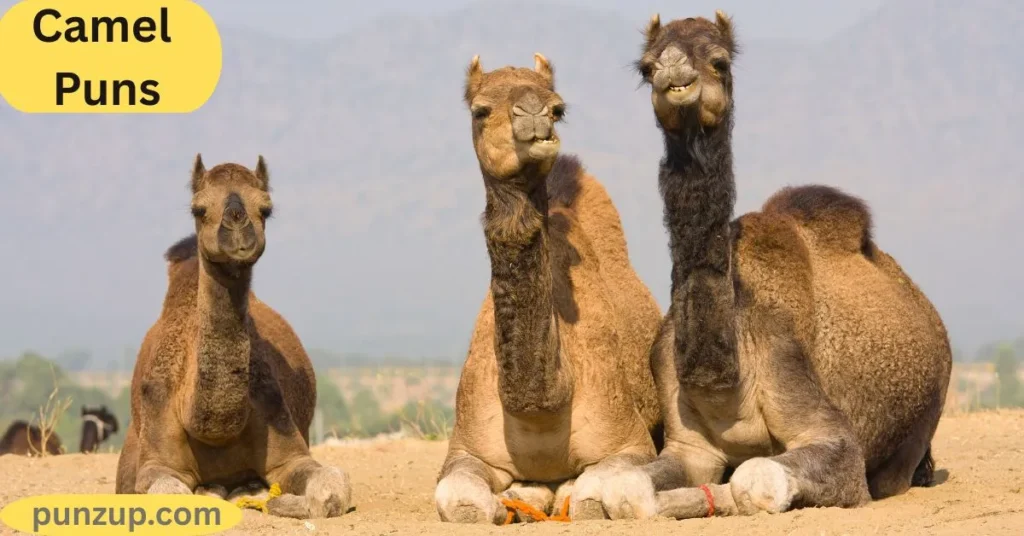 Sarcastic Camels Puns