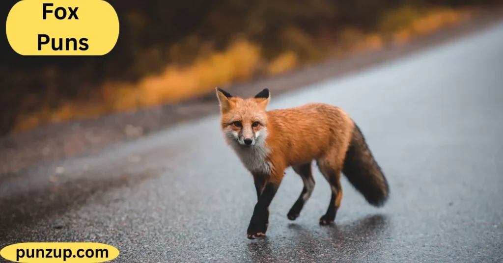 Sarcastic Fox Puns