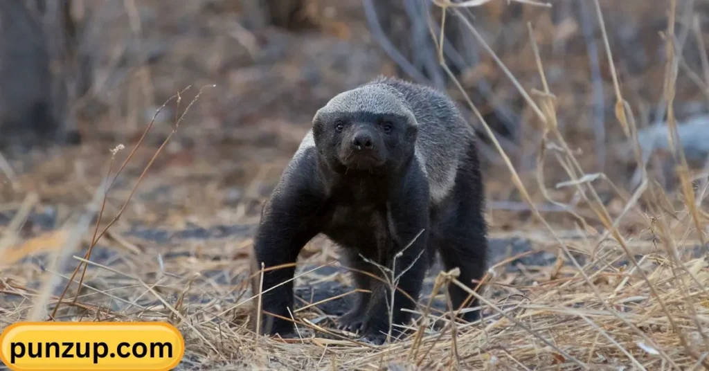 Badger Puns One Liners