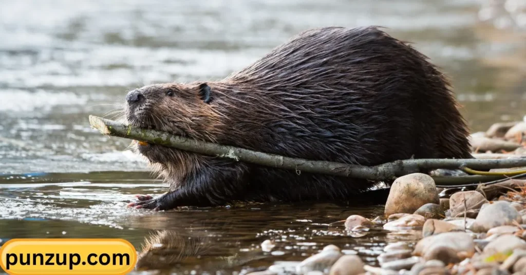 Funny Beaver Puns