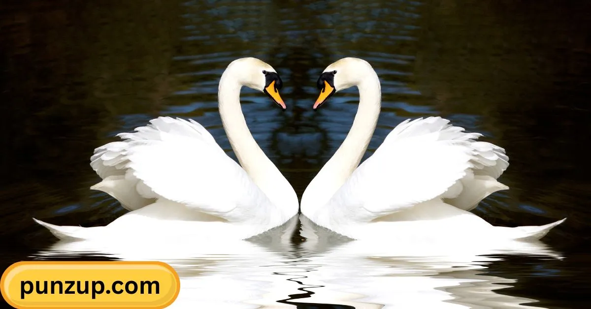 Swan Puns