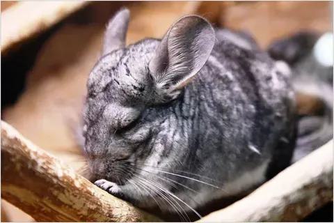 Chinchilla Puns